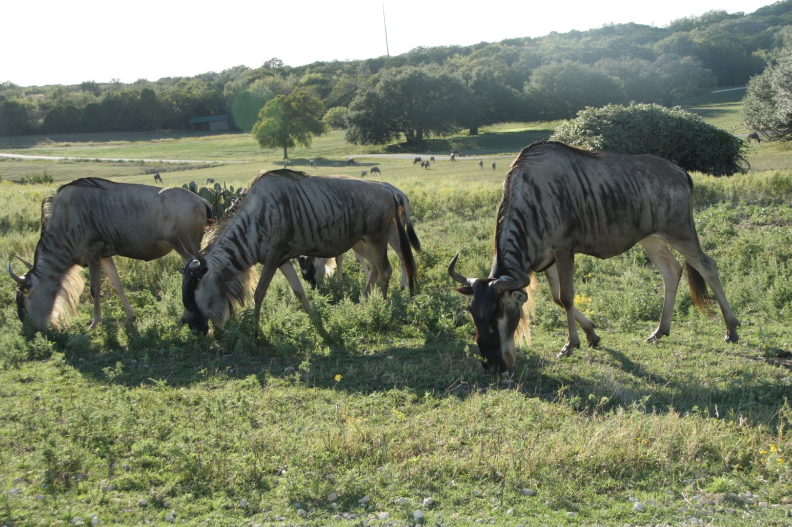 Eastern White-bearded Wildebeest