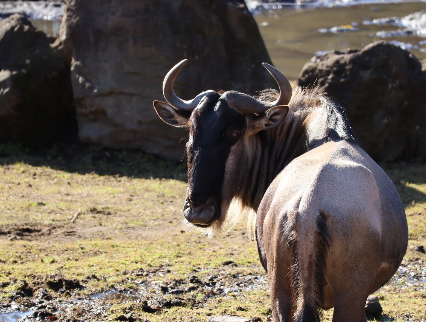 Eastern White-bearded Wildebeest