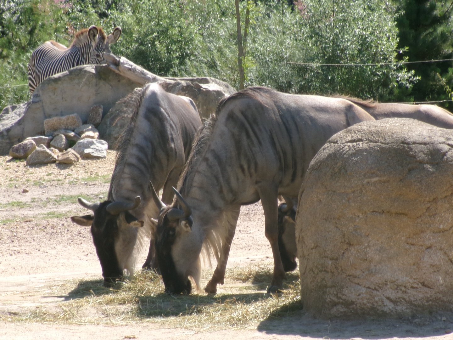 Eastern white-bearded wildebeest