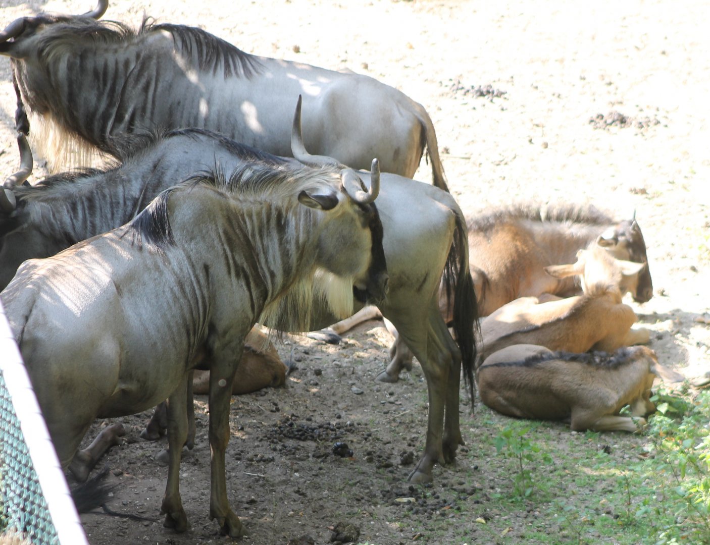 Eastern white-bearded wildebeests
