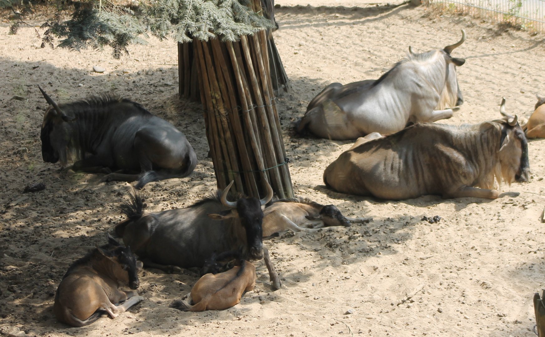 Eastern white-bearded wildebeests