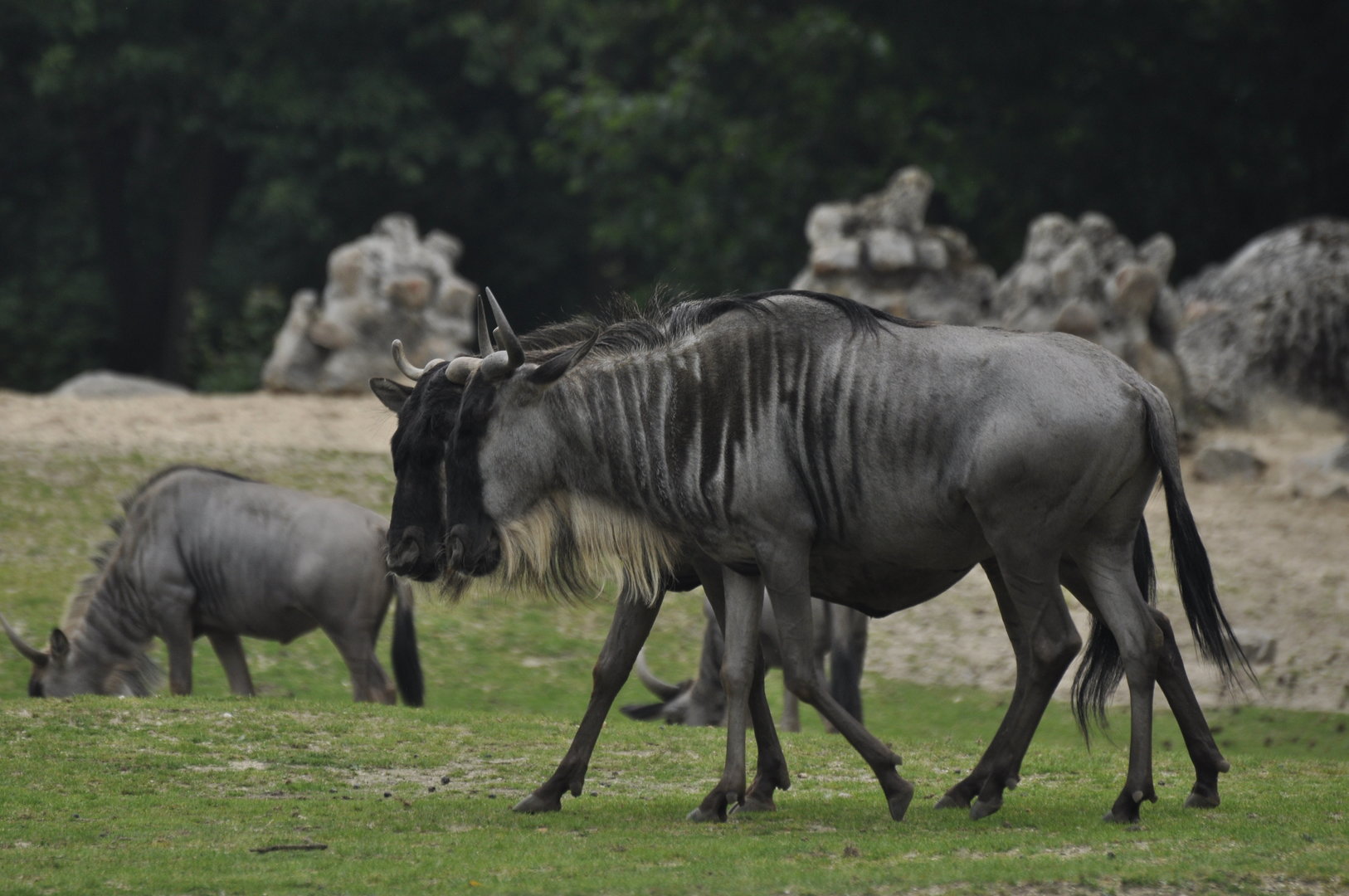 Eastern white-beared wildebeest Connochaetes taurinus albojubatus