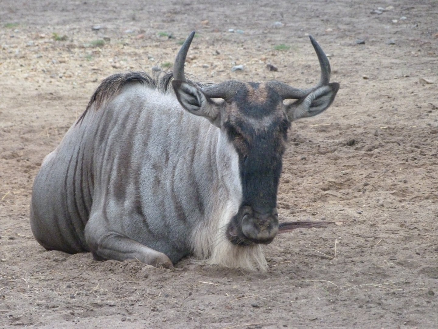 Eastern white-beared wildebeest -Tierpark Berlin (2024)
