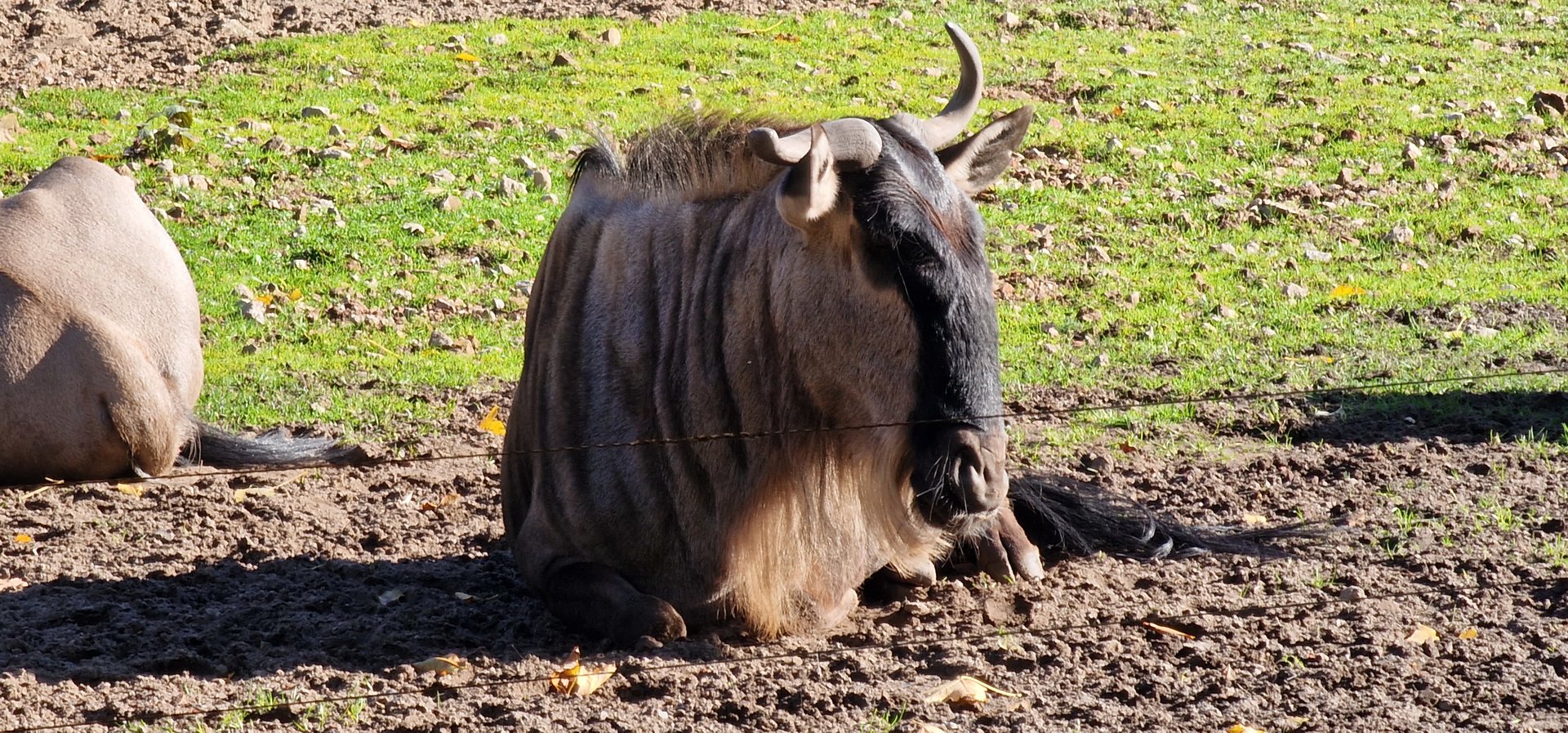 Eastern white beared wildebeest