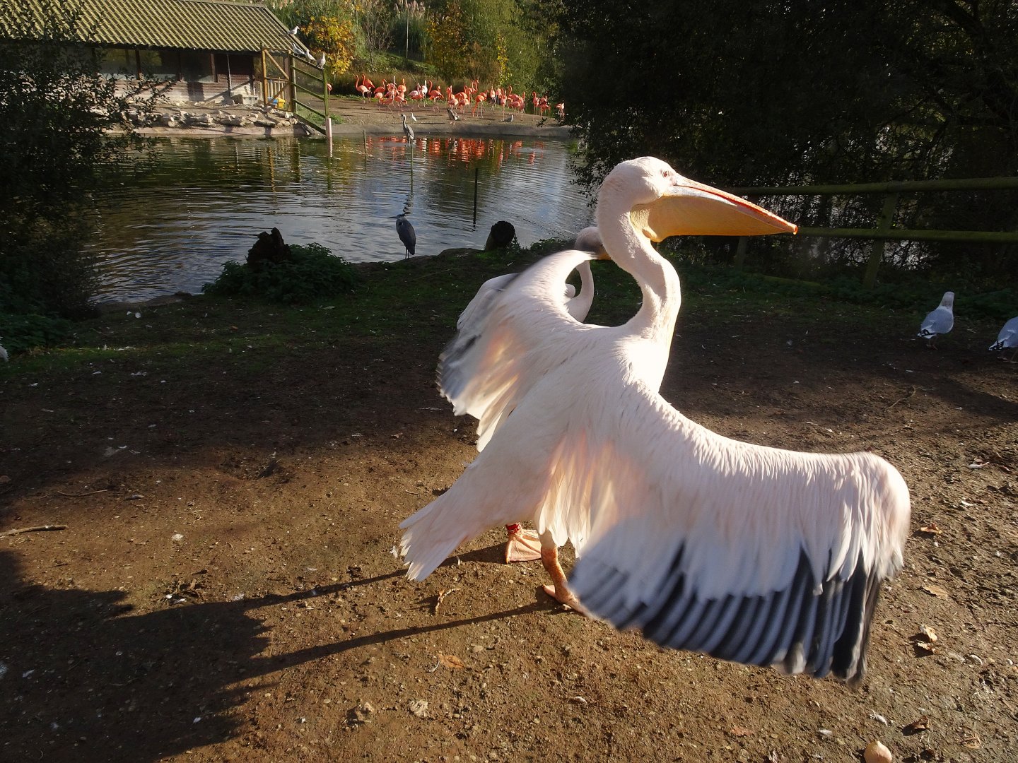 Eastern White Pelican 25 October 2025