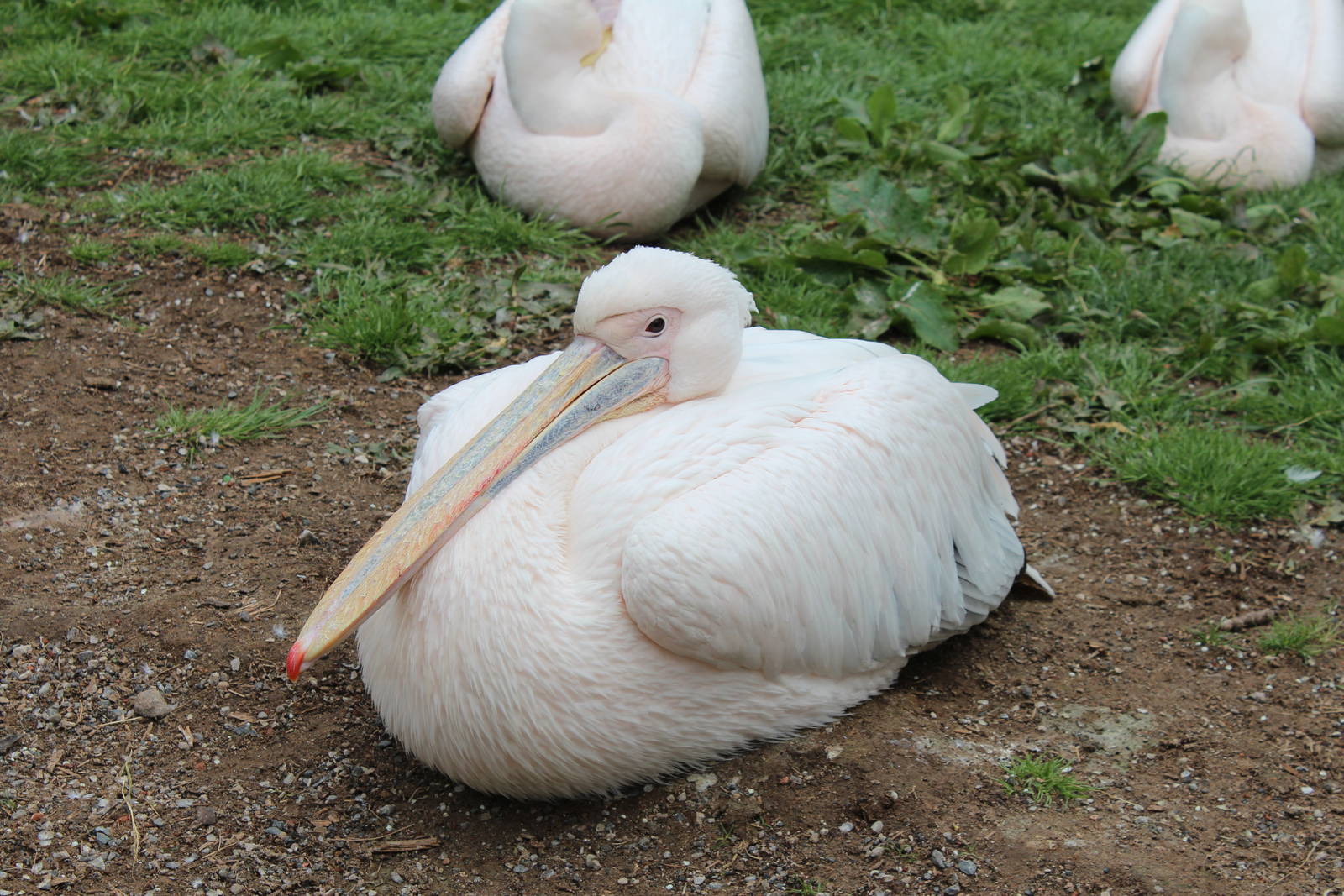 Eastern White Pelican - 31 May 2015
