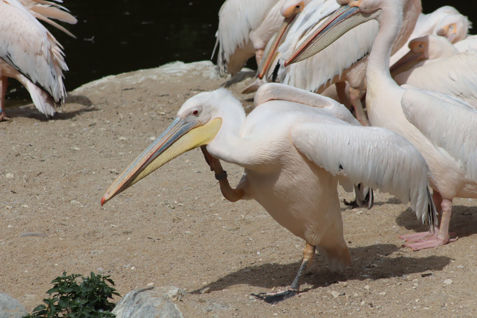 Eastern White Pelican - 7 July 2024