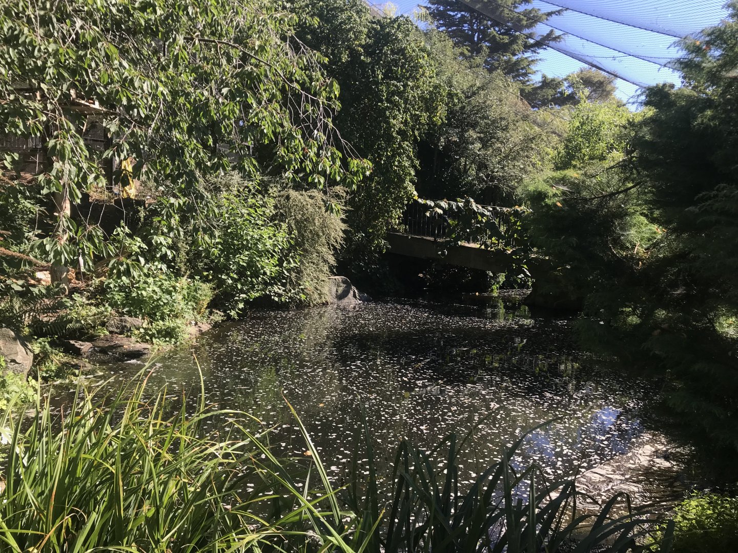 Eastern white pelican and black stork aviary