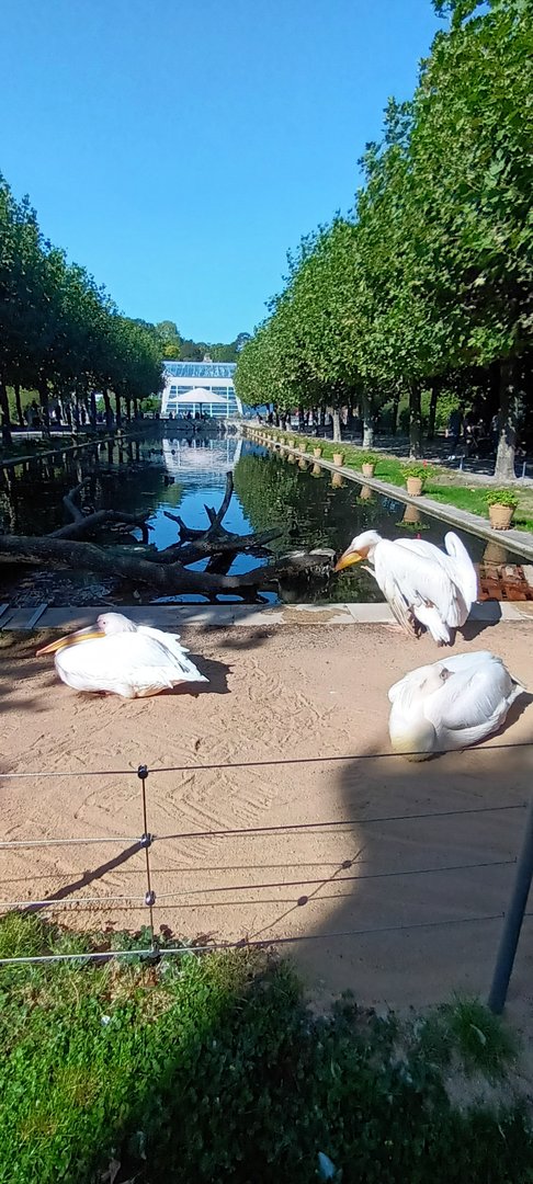 Eastern white Pelican and great Cormorant Enclosure