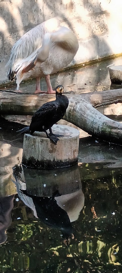Eastern white Pelican and Great Cormorant