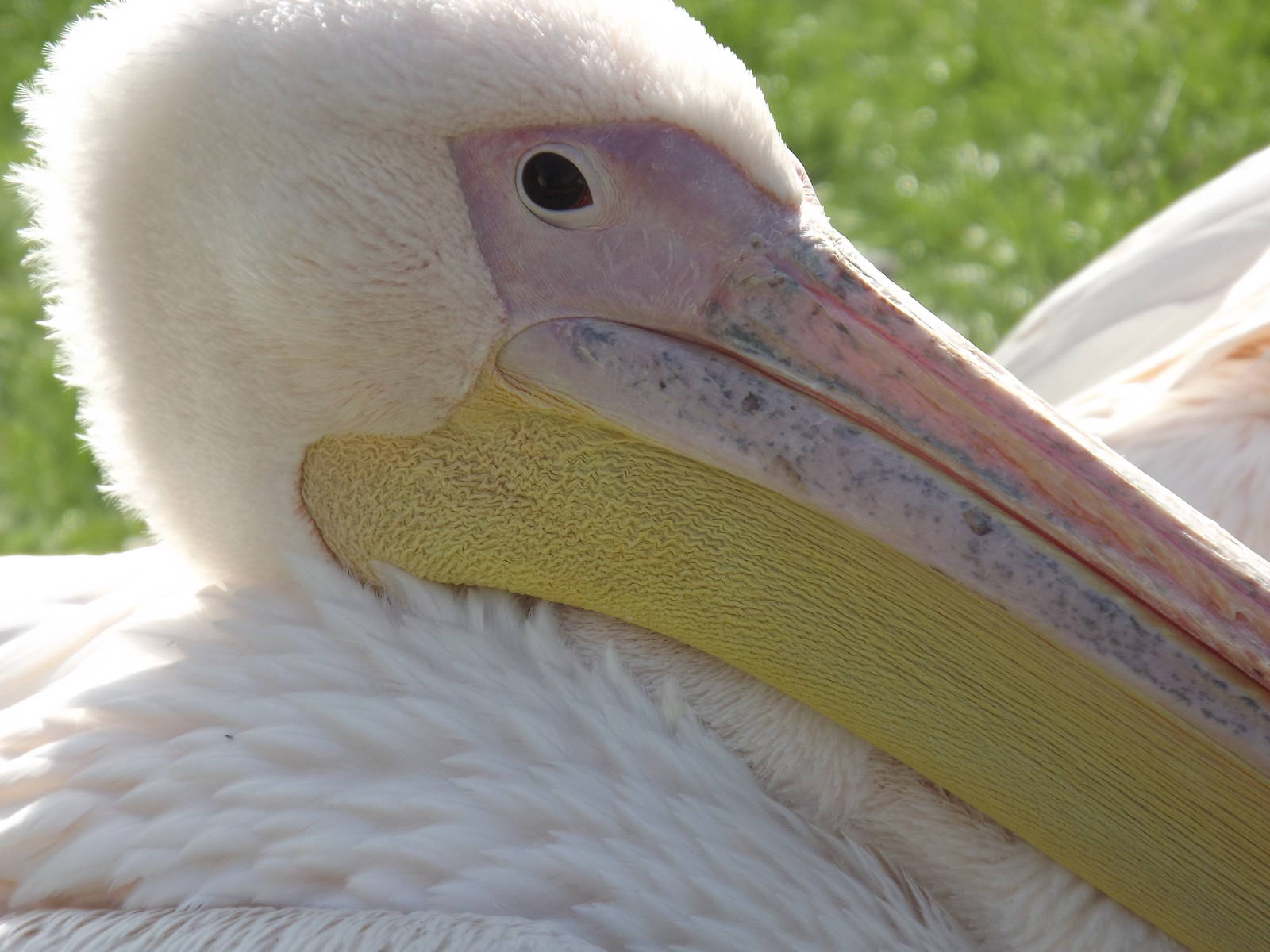Eastern White Pelican at Blackpool Zoo 01/04/12
