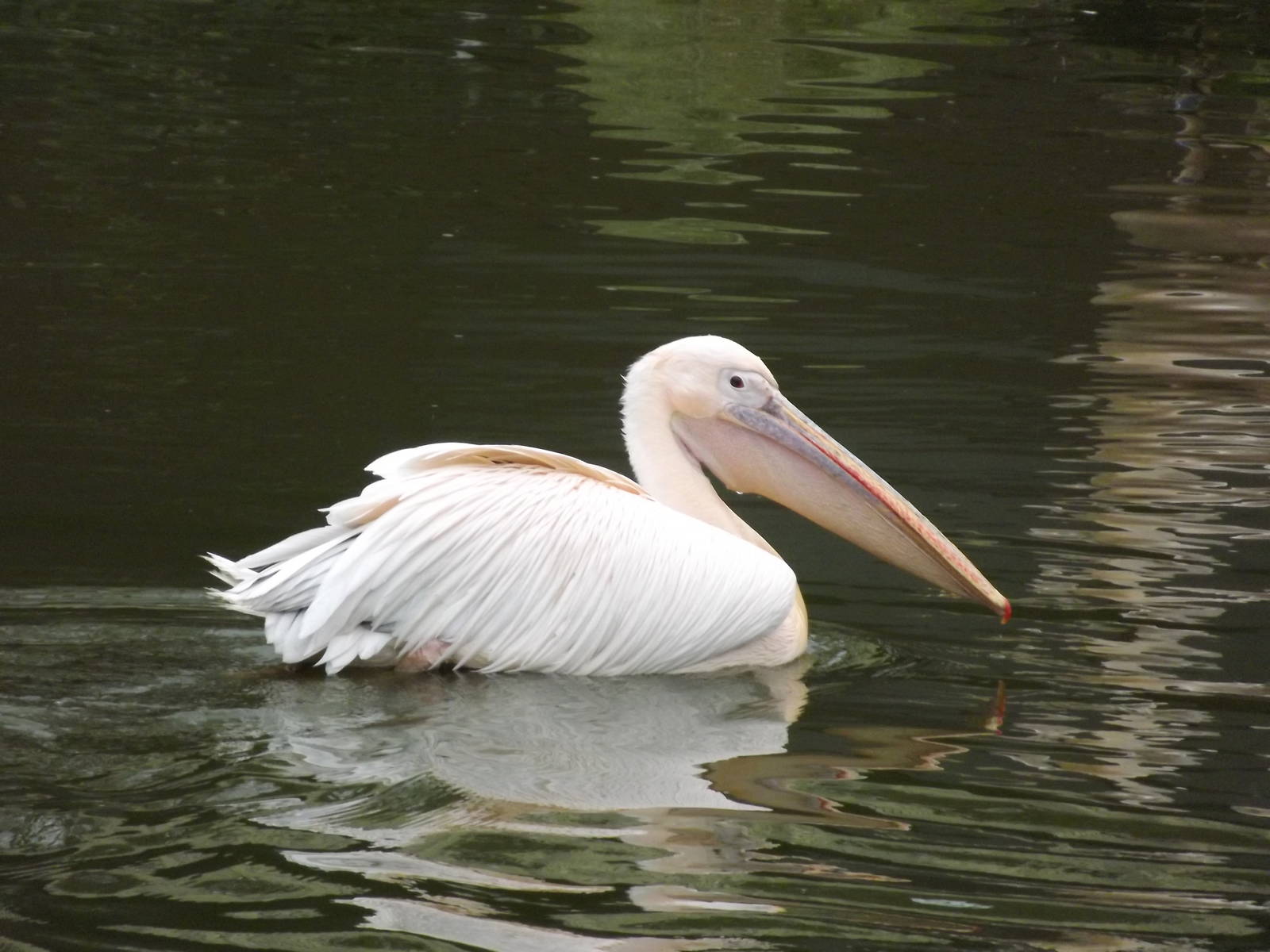 Eastern White Pelican at Blackpool Zoo 11/03/12
