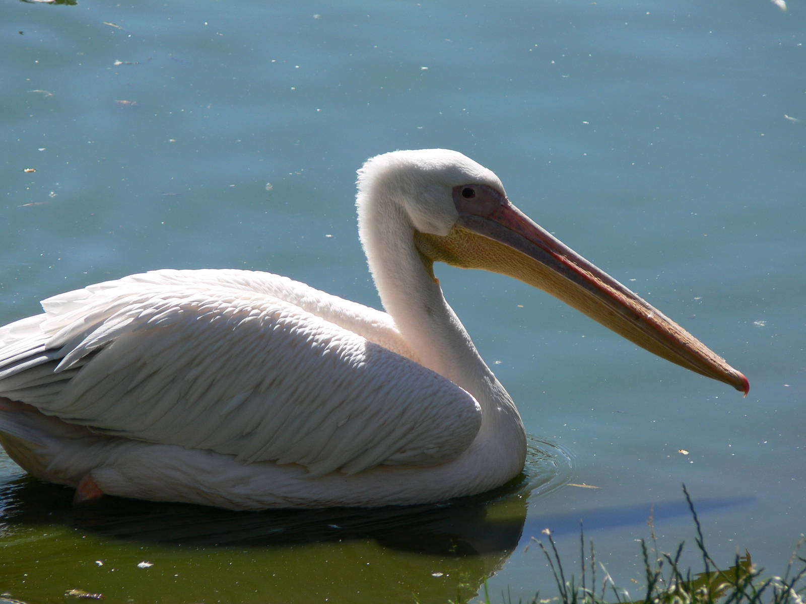 Eastern White Pelican at Blackpool Zoo, 29/06/14