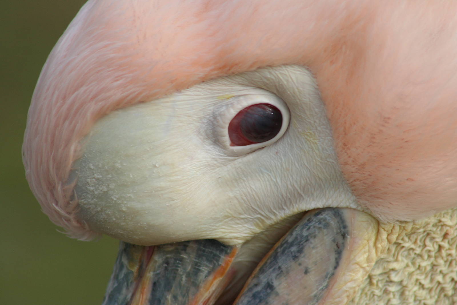Eastern White Pelican @ Blackpool; 13.02.10