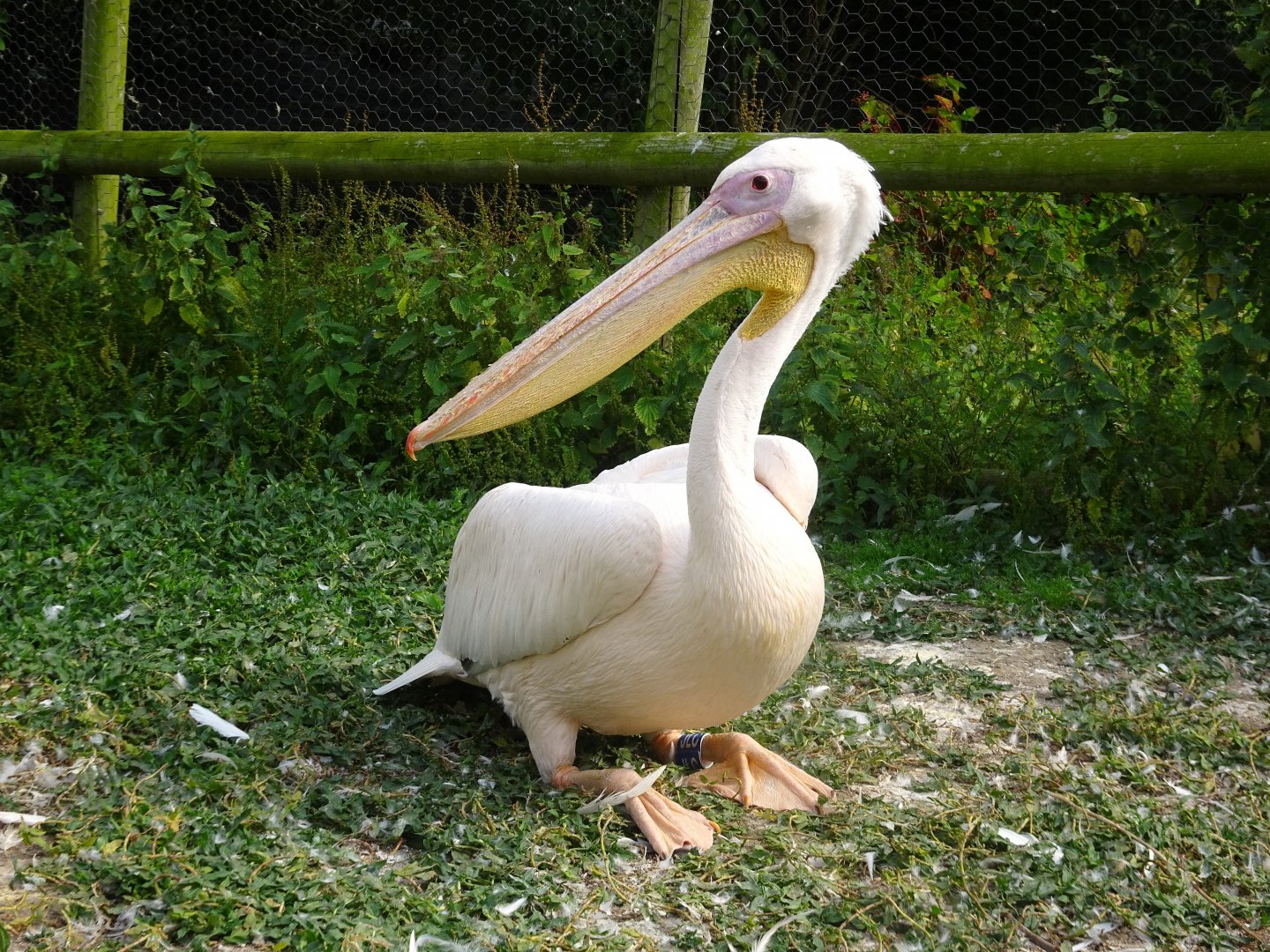 Eastern White Pelican Blackpool Zoo 13 July 2025