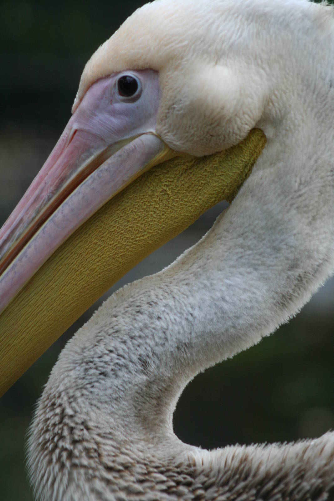Eastern White Pelican @ Edinburgh, 20.10.2012