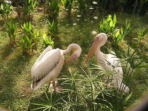 Eastern White Pelican in Antalya Zoo