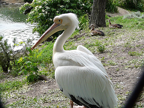 Eastern White Pelican in Kishinev Zoo