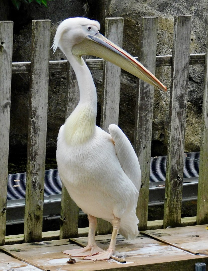 Eastern White Pelican (Pelecanus onocrotalus) November 1, 2025