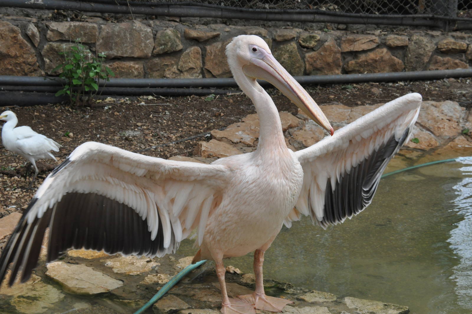 Eastern white pelican/ Pelecanus onocrotalus