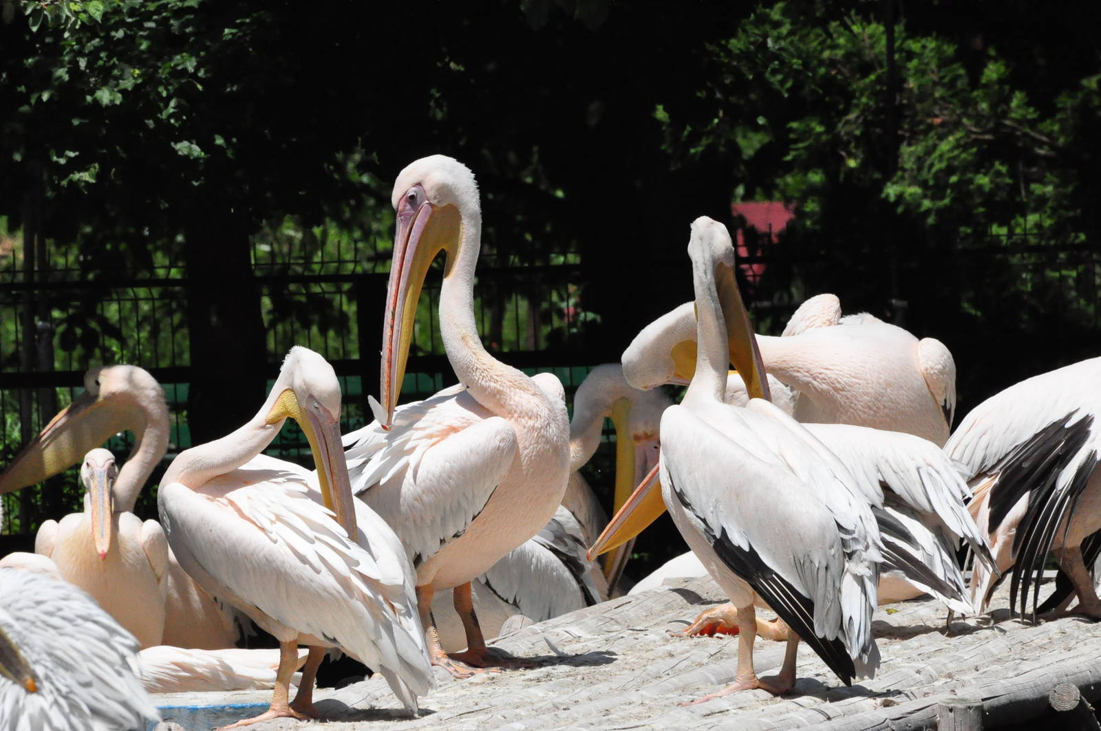 Eastern white pelican/ Pelecanus onocrotalus