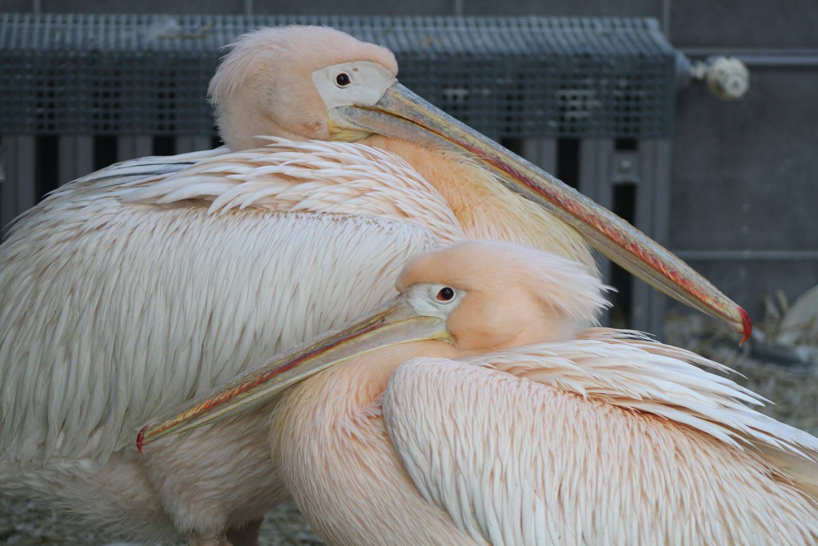 Eastern White Pelican (Pelecanus onocrotalus)