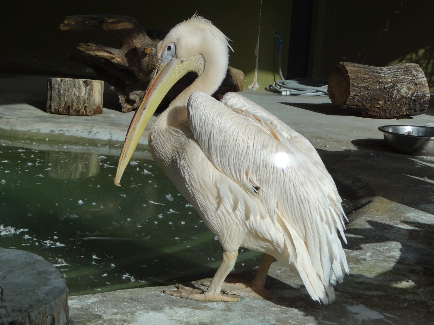 Eastern white pelican (Pelecanus onocrotalus)