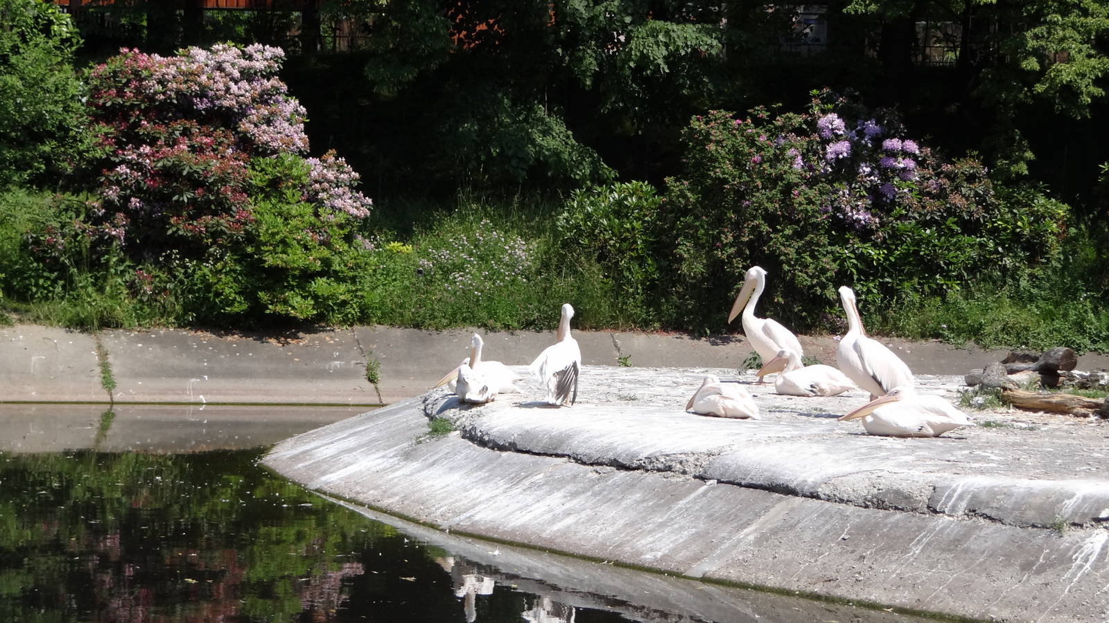 Eastern White Pelican pond