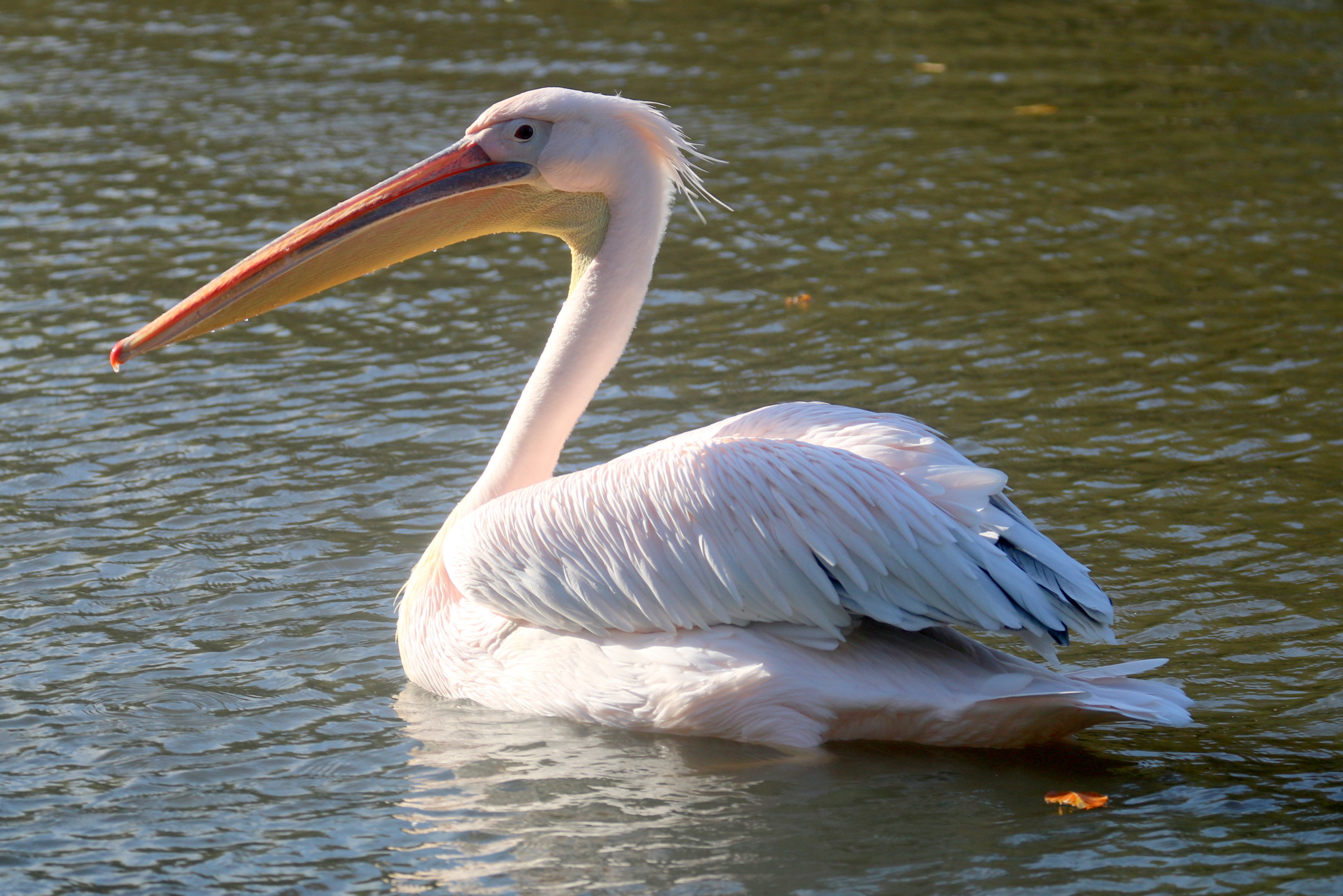 Eastern white pelican; Whipsnade; 26th October 2022