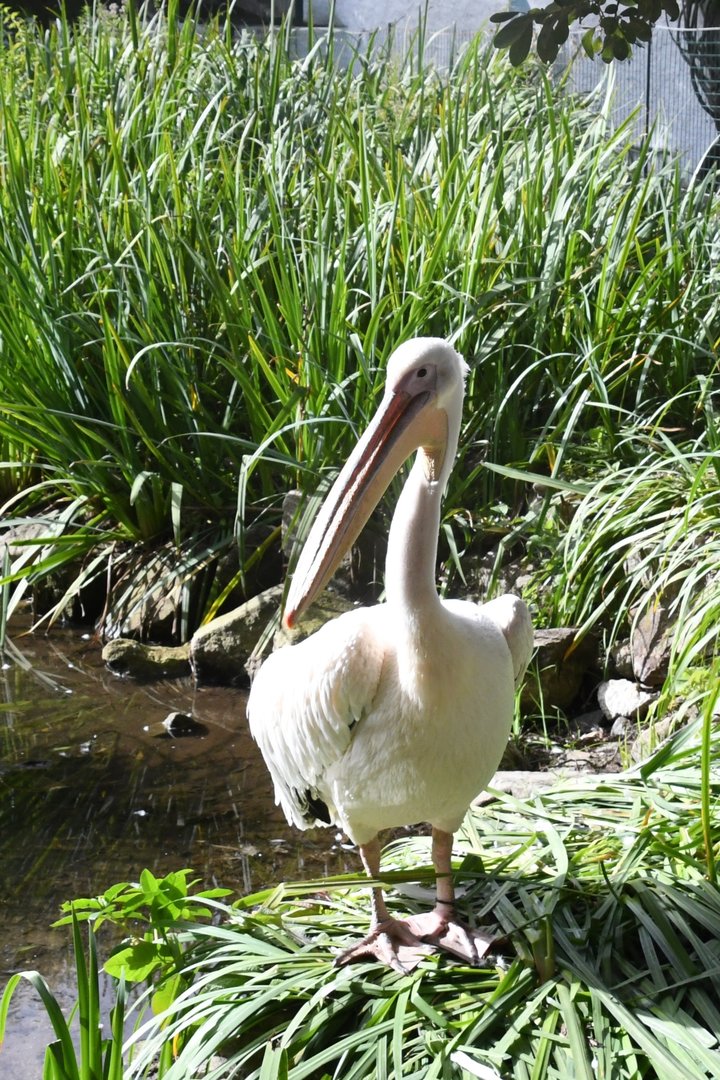 Eastern White Pelican (Zoo Lourosa)
