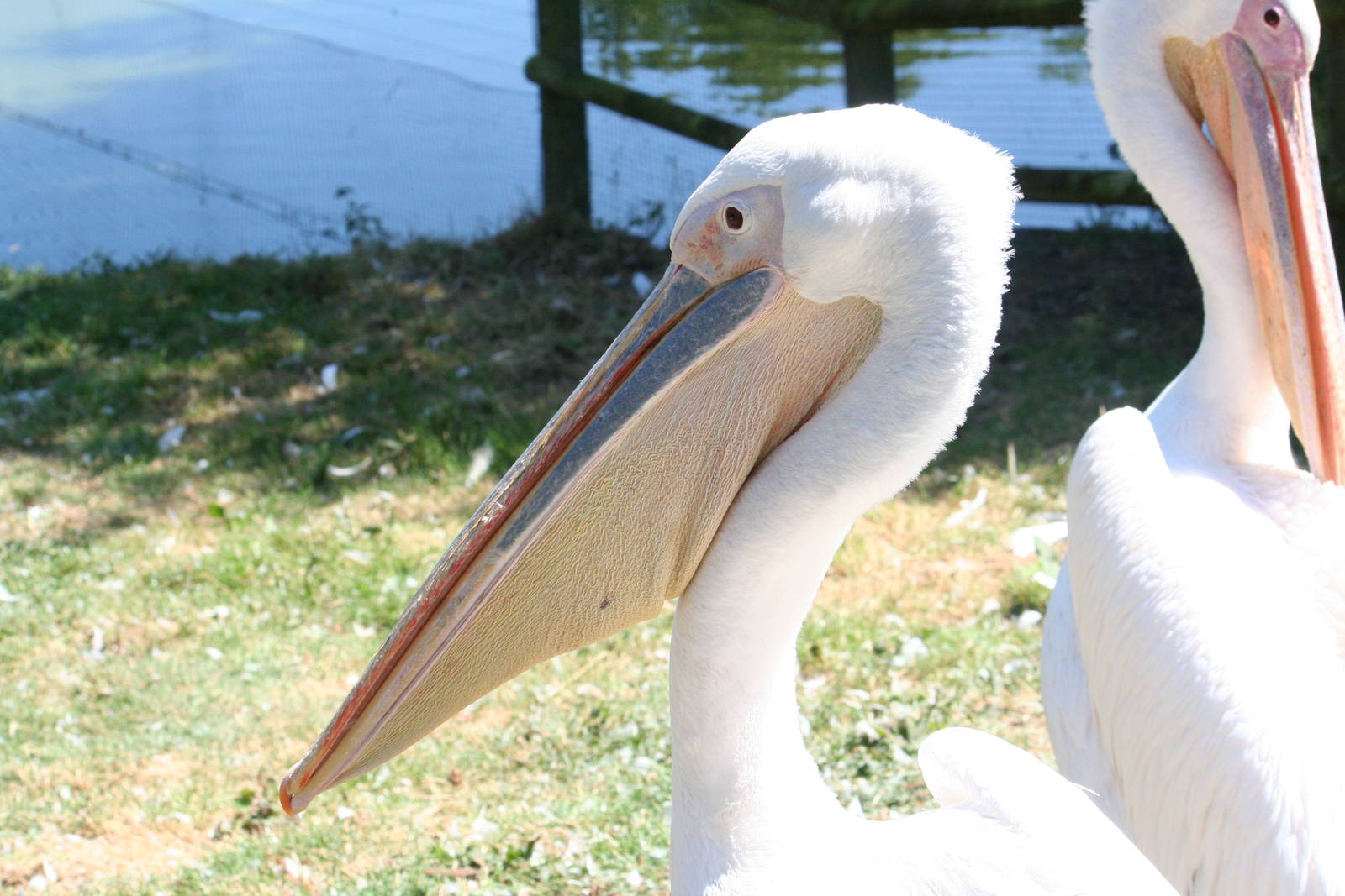 Eastern white pelican