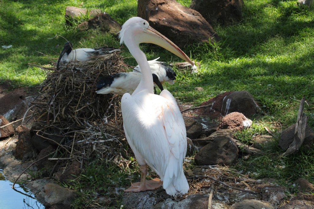 Eastern White Pelican