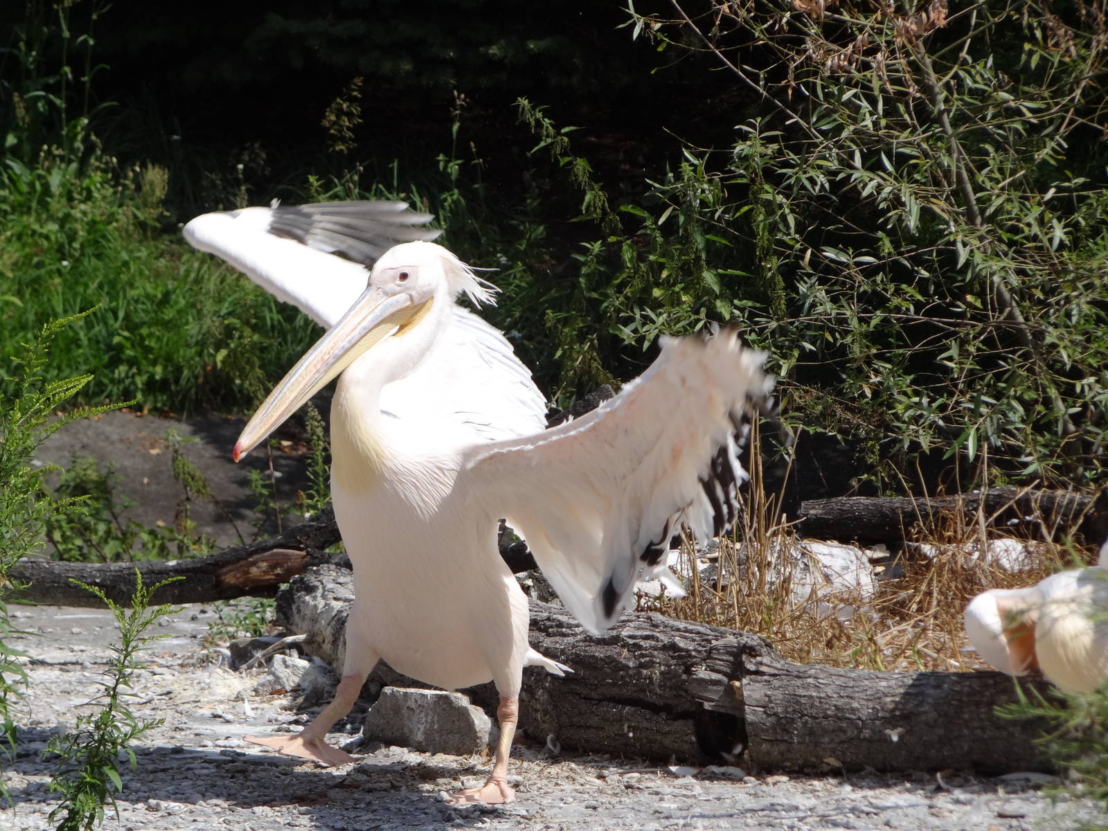 Eastern White Pelican
