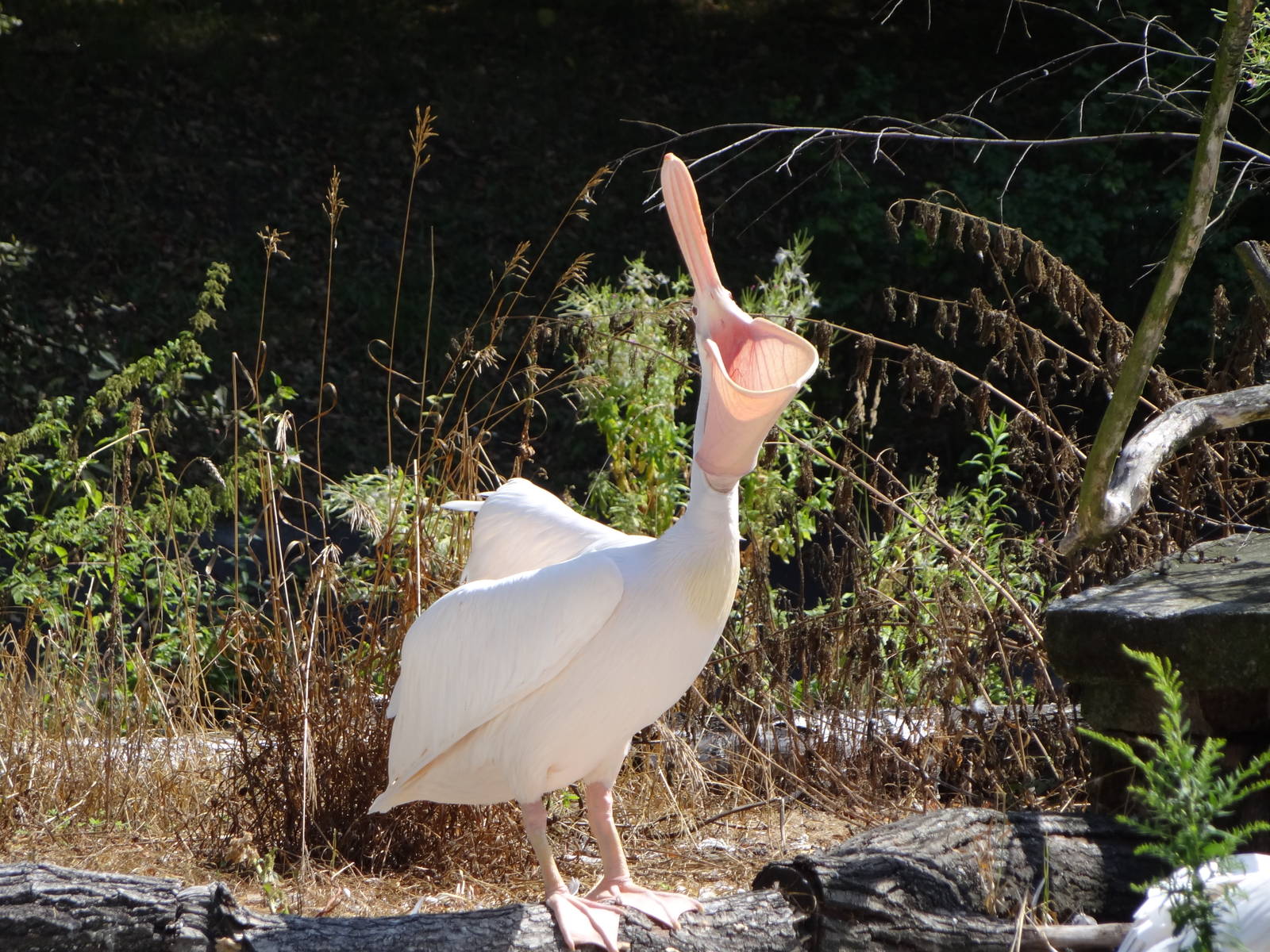 Eastern White Pelican