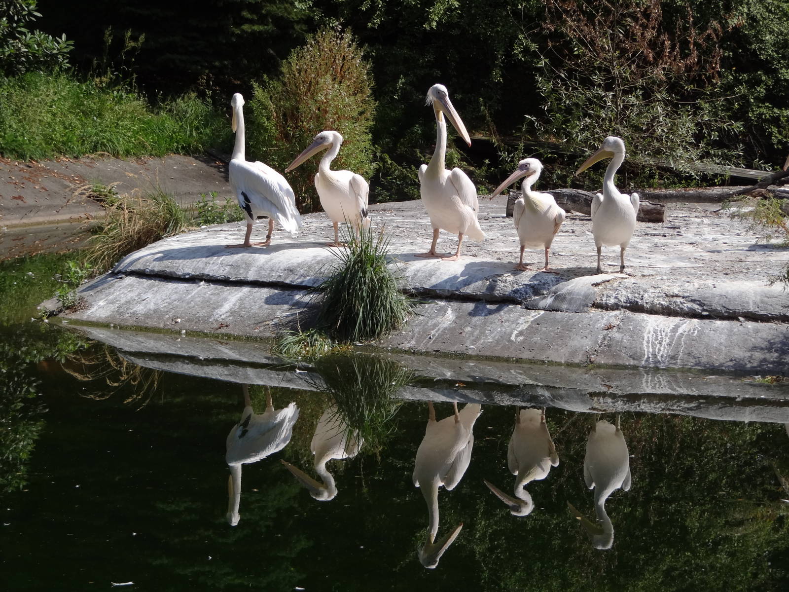 Eastern White Pelican