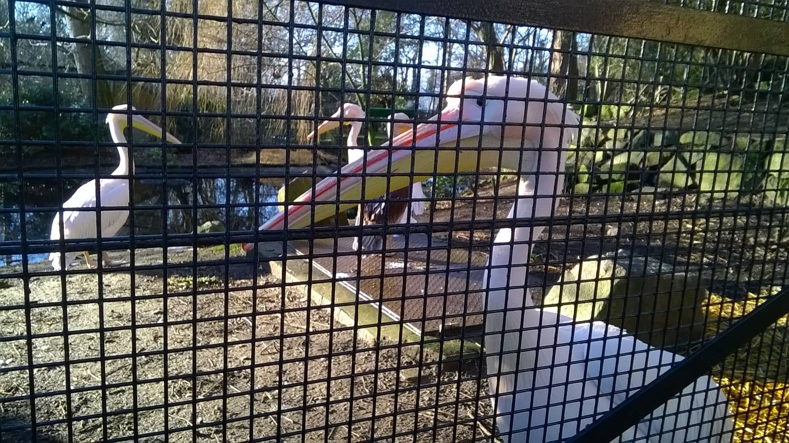 Eastern white pelican