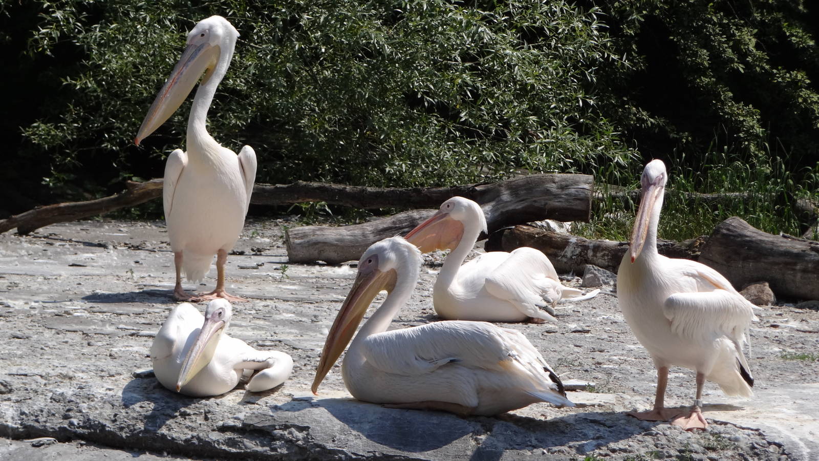 Eastern White Pelican