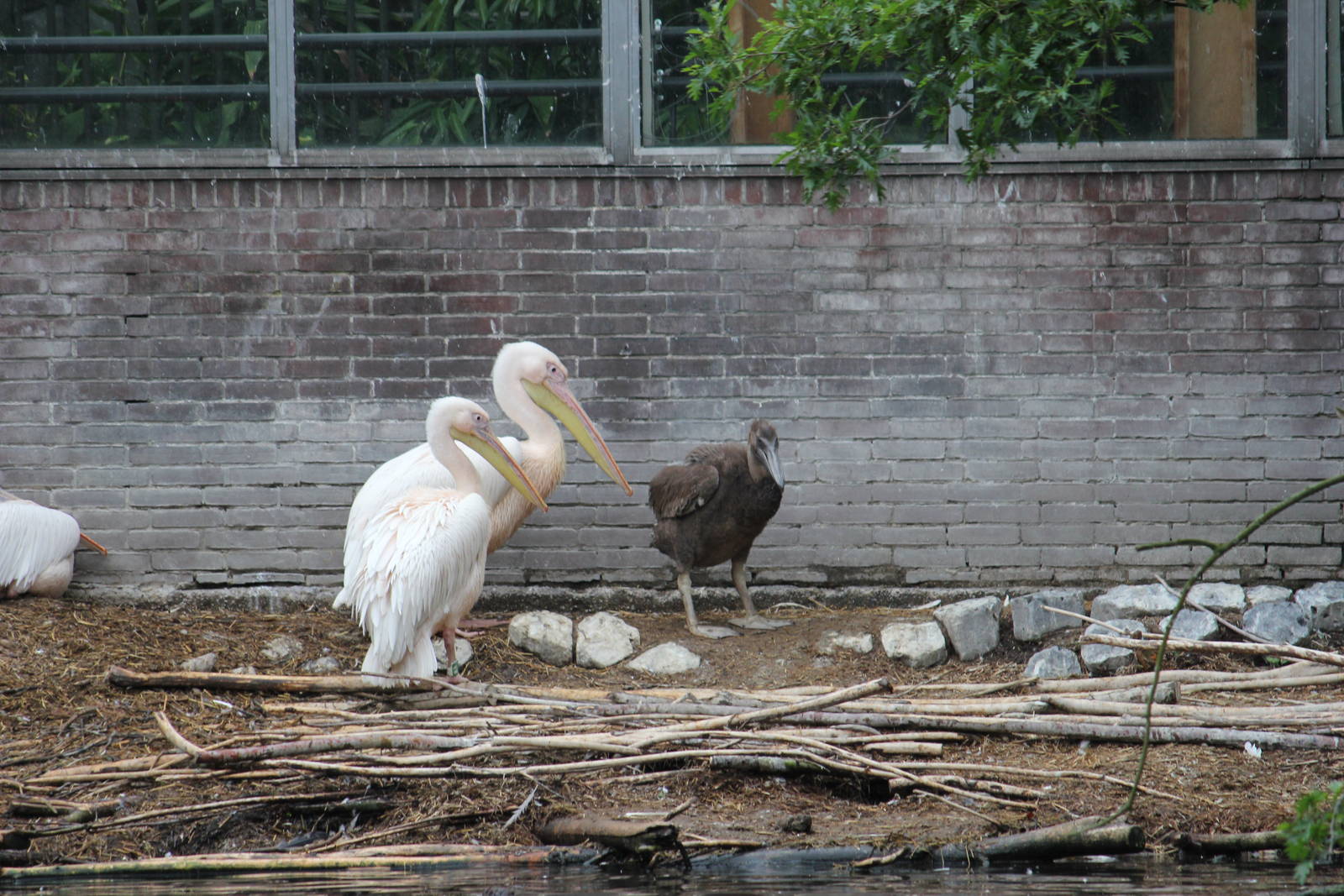 Eastern white pelican