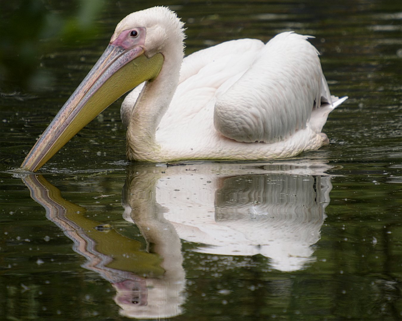 Eastern White Pelican