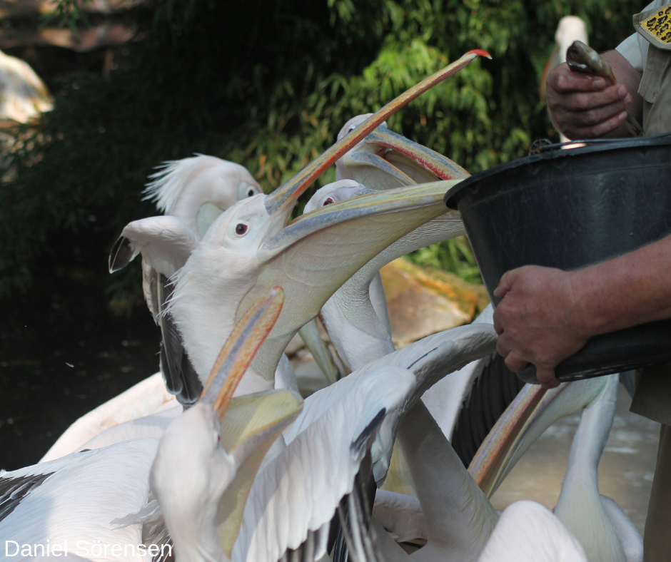 Eastern White Pelican