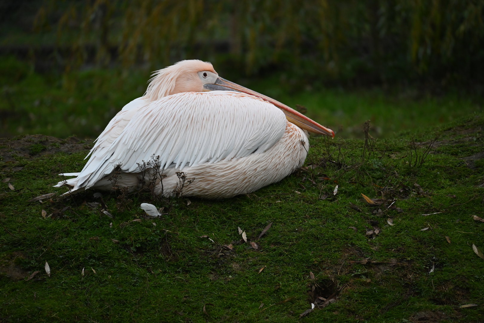 Eastern White Pelican