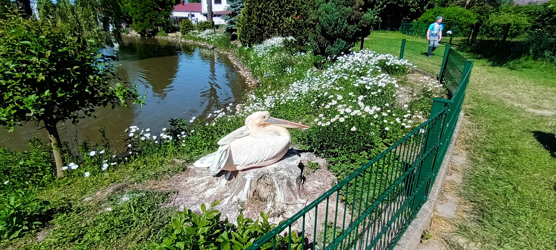 Eastern white Pelican