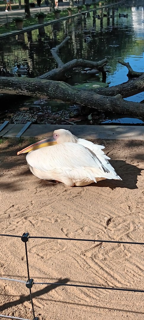 Eastern white Pelican
