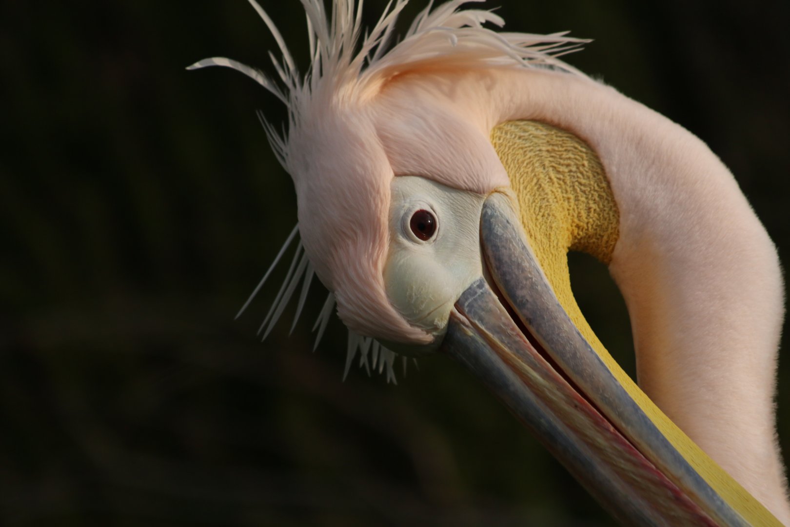 Eastern White Pelican