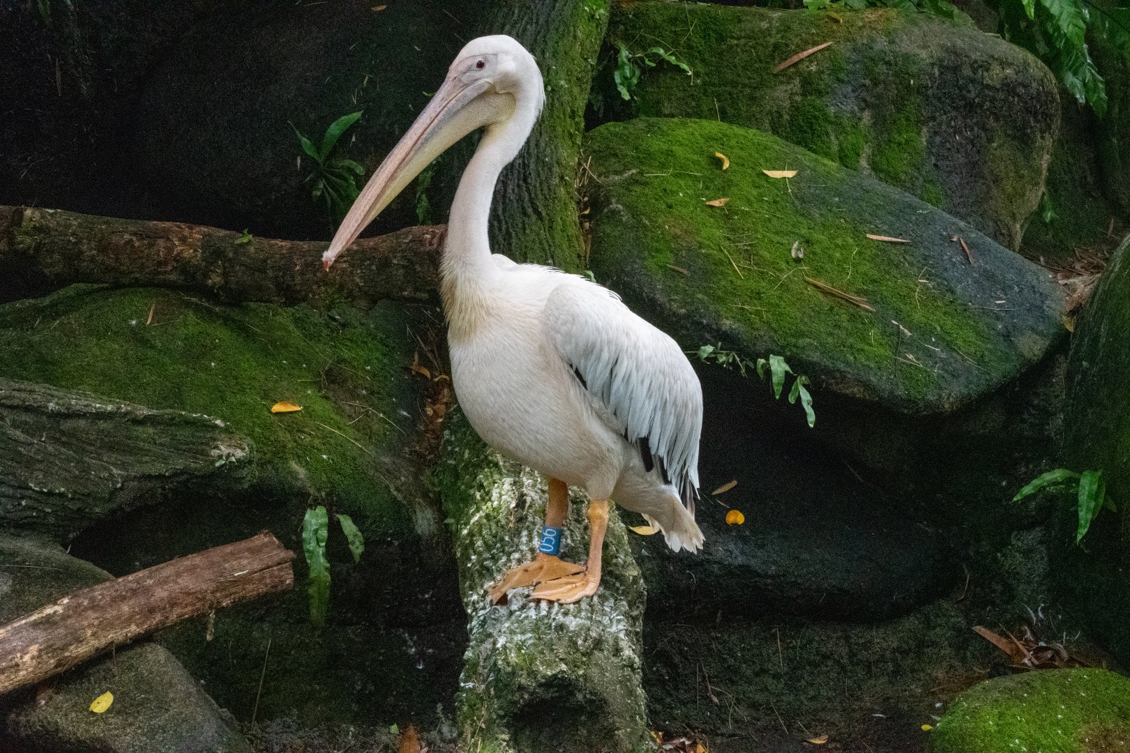 Eastern White Pelican