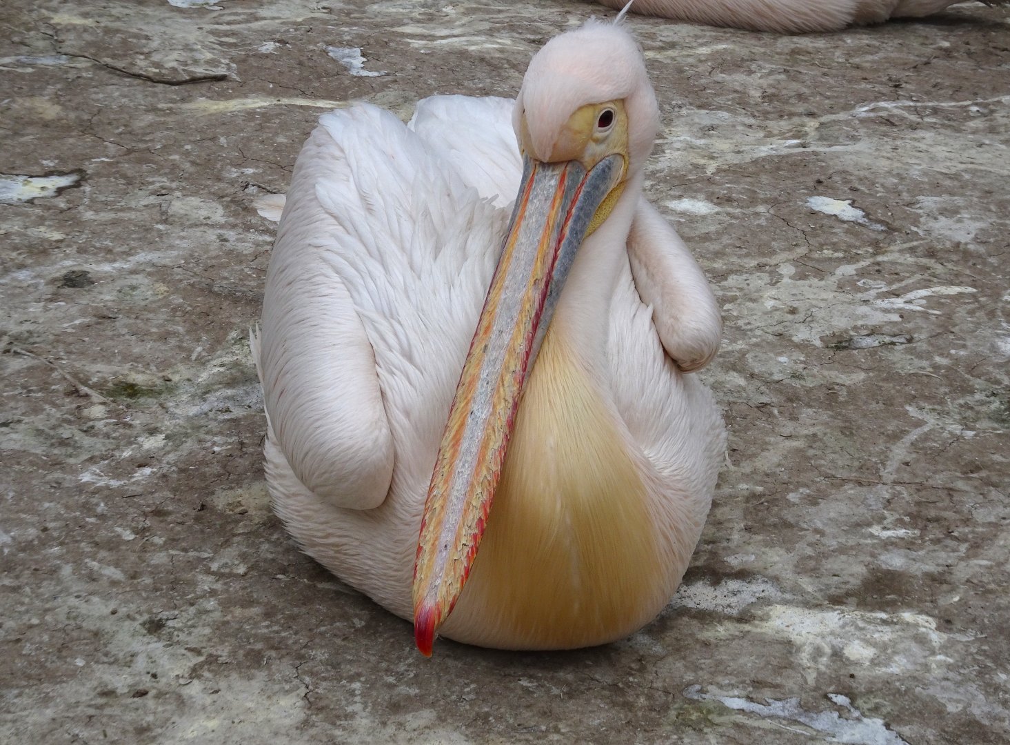 Eastern white pelican