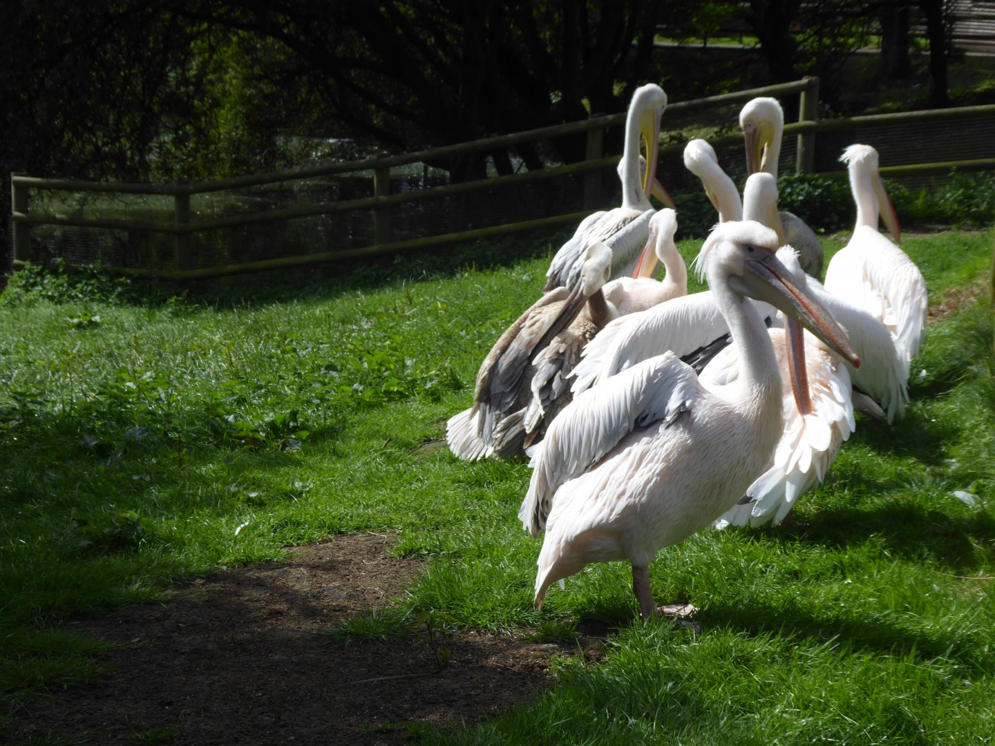 Eastern white pelicans 040817