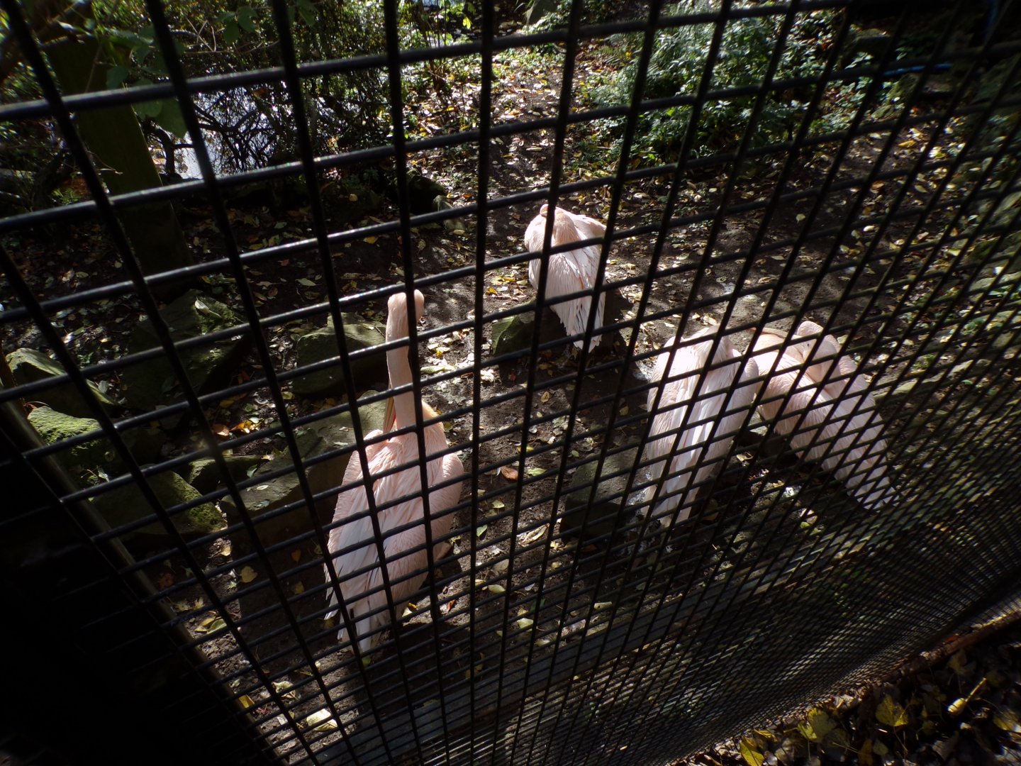 Eastern white pelicans 17.10.24