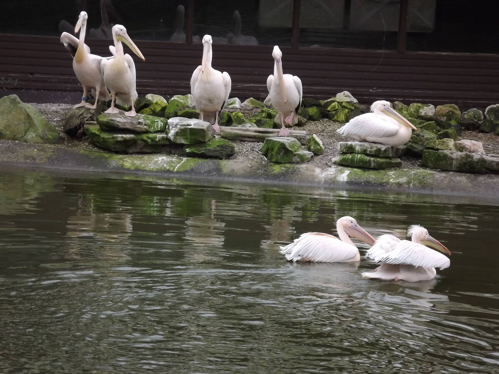 Eastern White Pelicans at Blackpool Zoo 11/03/12