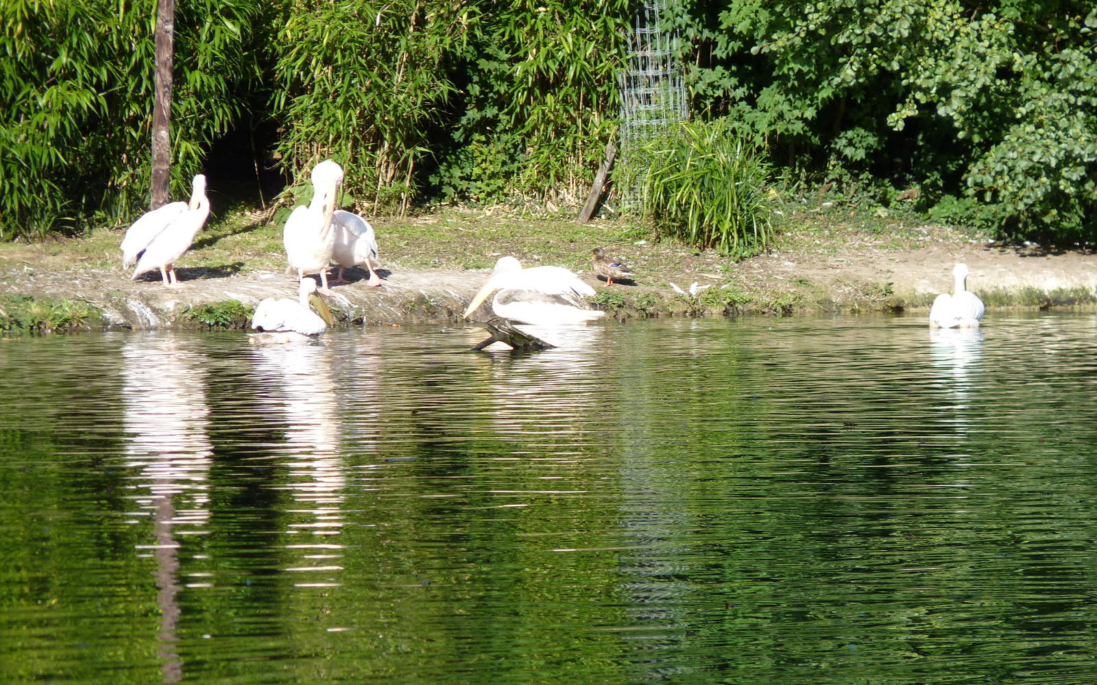 Eastern White Pelicans